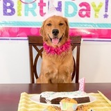愛犬の誕生日には何する？祝ってあげたい！手作りバースデーレシピ