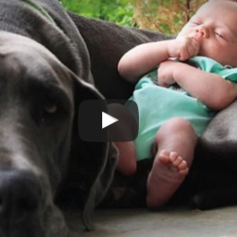 《おもしろ動画》大型犬と赤ちゃんが一緒に遊ぶ光景がおもしろ怖い！？