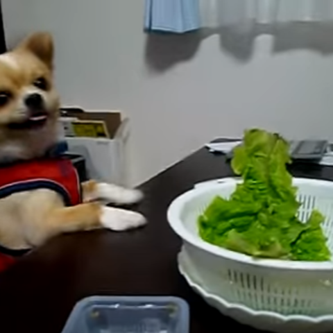 野菜犬 テーブルの上の野菜が食べたいけど届かず奮闘するチワワが可愛すぎる W Animo アニモ