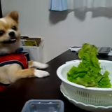 《野菜犬》テーブルの上の野菜が食べたいけど届かず奮闘するチワワが可愛すぎる♪(/・ω・)/