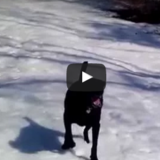 《おもしろ動画》犬だってスキーを楽しみたい！？
