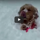《おもしろ動画》雪が降る国での犬の正しい遊び方♪