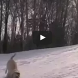 《おもしろ動画》雪国の犬はこうして遊ぶ！