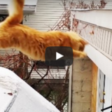 《おもしろ動画》猫が車の屋根から車庫の屋根に飛び移ろうとするも…♪