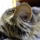 猫の耳掃除の仕方│頻度・道具・正しい方法とコツ