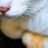 猫の関節炎の原因、症状、治療とは？飼い主ができる４つの予防策
