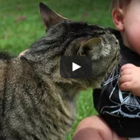 おもしろ動画 愛猫の行動に爆笑する赤ちゃん達 Animo アニモ