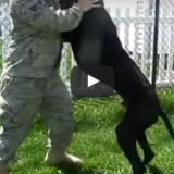 《感動動画》軍人のご主人様が帰宅して慌ててそとに迎えにいく愛犬♪