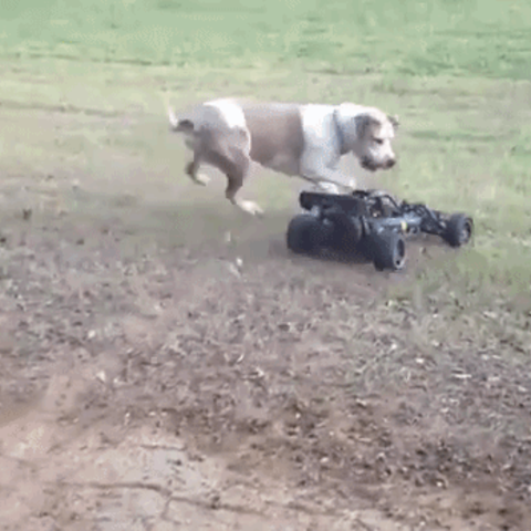 ペットtech ラジコンカーで遊ぶ愛犬たち Animo アニモ