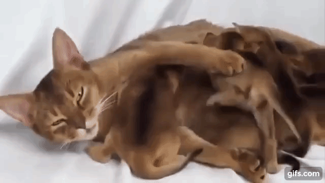 子守 母親猫が子猫たちをあやす癒し動画 Animo アニモ