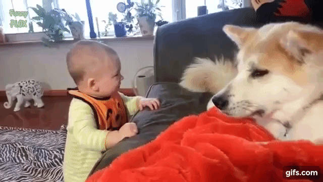 おもしろ動画 大型犬と赤ちゃんのhot な関係 Animo アニモ