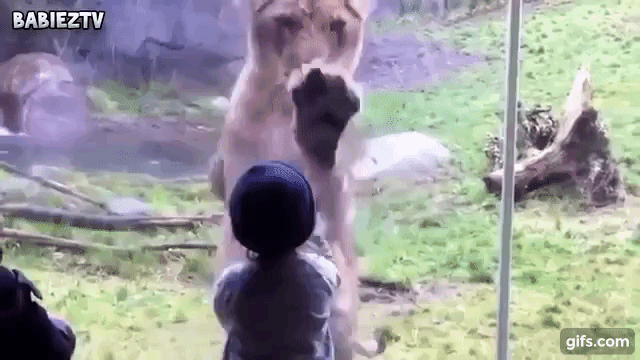 おもしろ動画 動物園で猛獣が子供を窓越しに Animo アニモ