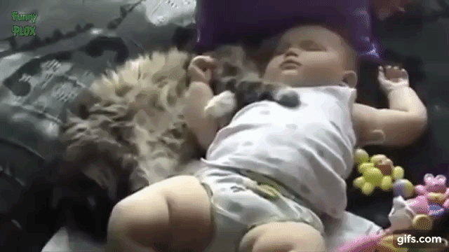 おもしろ動画 犬 猫と赤ちゃんのスヤスヤ動画 Animo アニモ