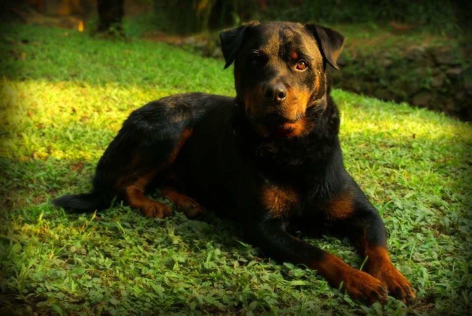 大型犬の魅力って 人気の犬種紹介 Animo アニモ